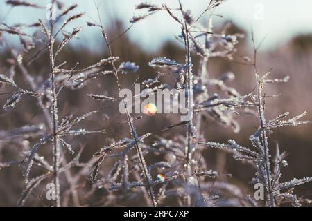 Erbe selvatiche ricoperte di gelo in una mattinata fredda e gelata. Foto Stock