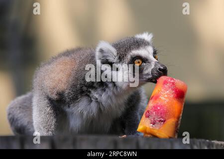 (190628) -- PECHINO, 28 giugno 2019 -- Un limoro mangia frutta ghiacciata allo zoo di Zagabria, Croazia, 27 giugno 2019. Un'ondata di calore ha colpito la Croazia e molte parti d'Europa negli ultimi giorni. ) XINHUA FOTO DEL GIORNO TomislavxMiletic PUBLICATIONxNOTxINxCHN Foto Stock