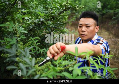 (190628) -- CHONGQING, 28 giugno 2019 -- Liu Yi raccoglie peperoni in una base di piantagione nel villaggio di Yulong di Nanping Township nel distretto di Nanchuan, a sud-ovest della Cina, Chongqing, 27 giugno 2019. Nonostante abbia perso il braccio destro in un incidente all'età di nove anni, il 44enne Liu Yi non ha mai abbassato la testa verso il destino. Dopo la laurea in una scuola professionale nel 1994, ha provato molti lavori come lavastoviglie, commerciante di frutta e minatore di carbone. Dal 2010, ha deciso di avviare la sua attività nella sua città natale organizzando gli abitanti del villaggio per piantare radici di bambù e allevare polli. I suoi sforzi hanno dato i suoi frutti. In 2 Foto Stock