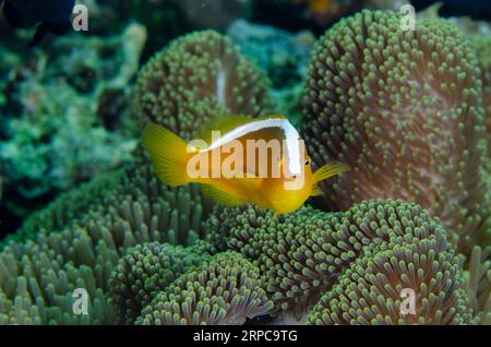 Arancio Anemonefish, anfiprione sandaracinos, nel magnifico Anemone marino, Heteractis magnifica, Loleo dive site, WEDA, Halmahera, Maluku nord, indonesiano Foto Stock