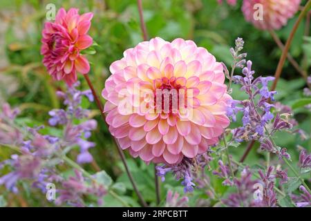 Palla rosa dusky dahlia "Foxy Lady" in fiore. Foto Stock