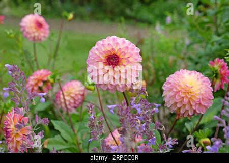Palla rosa dusky dahlia "Foxy Lady" in fiore. Foto Stock