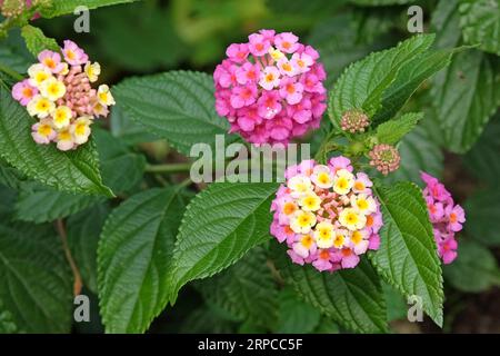 Rosa e giallo comune Lantana camera evita Rose, noto anche come verbena arbustiva, in fiore. Foto Stock