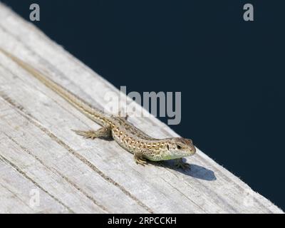 Lizard Lacerta vivipara comune al sole su ponte di legno Foto Stock