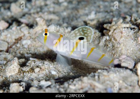 Randall's Shrimpgoby, Amblyeleotris randalli, con pinna estesa, sito di immersione Gorango Kecil, WEDA, Halmahera, Maluku settentrionale, Indonesia, Halmahera Sea Foto Stock