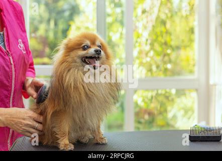 Sorridente adorabile cane della Pomerania è pettinato in piedi sul tavolo. Orizzontalmente. Foto Stock