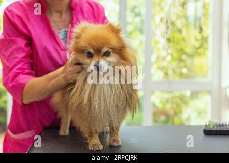 Il cane della Pomerania è pronto per la cura del corpo in piedi sul tavolo. Orizzontalmente. Foto Stock