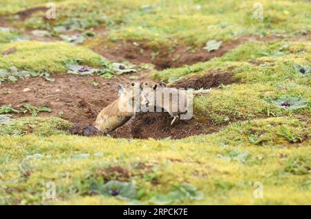 (190707) -- LHASA, 7 luglio 2019 -- due pika plateau (Ochotona curzoniae) si snodano lungo una riva del lago sull'altopiano Qinghai-Tibet nella contea di Maizhokunggar, nella regione autonoma del Tibet della Cina sud-occidentale, 6 luglio 2019. ) CHINA-TIBET-WILDLIFE-PLATEAU PIKA (CN) ZHOUXJINSHUAI PUBLICATIONXNOTXINXCHN Foto Stock