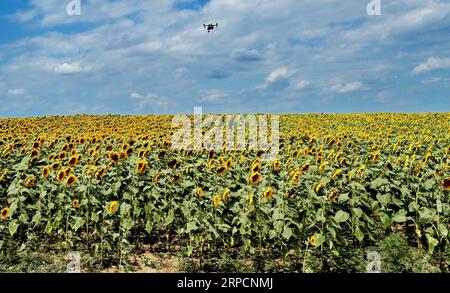 (190710) -- ODESSA, 10 luglio 2019 -- foto scattata il 9 luglio 2019 mostra campi di girasole a Odessa, Ucraina. L'esportazione annuale di olio di girasole dall'Ucraina raggiunge 5 milioni di tonnellate, per un valore di quattro miliardi di dollari, secondo le statistiche delle autorità ucraine. ) UCRAINA-ODESSA-GIRASOLI ChenxJunfeng PUBLICATIONxNOTxINxCHN Foto Stock