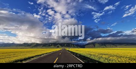 (190713) -- PECHINO, 13 luglio 2019 -- foto scattata l'8 luglio 2019 mostra i fiori di cole nella contea autonoma di Menyuan Hui nella provincia di Qinghai della Cina nord-occidentale. (Foto di Yang Shoude/Xinhua) XINHUA FOTO DEL GIORNO ZhangxLongtonglian PUBLICATIONxNOTxINxCHN Foto Stock