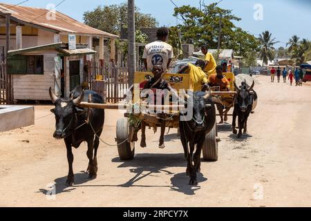 Belo Sur Tsiribihina, Madagascar - 4 NOVEMBRE 2022: Un carro zebu trasporta birra malgascia su una strada polverosa in una giornata calda. Lo zebu è ampiamente usato come bozza Foto Stock