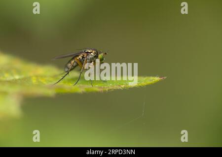 Mosca a gambe lunghe (Poecilobothrus sp.), riserva Powerstock Common DWT, Dorset, Inghilterra, Regno Unito Foto Stock