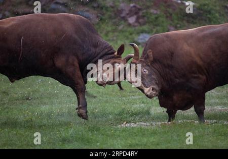 (190723) -- BUTUO, 23 luglio 2019 -- Un gioco di combattimento con toro si tiene durante il festival della torcia nella contea di Butuo nella prefettura autonoma di Liangshan Yi, nella provincia del Sichuan della Cina sud-occidentale, 22 luglio 2019. Il festival delle torce, iniziato dal 19 luglio e durato fino al 22 luglio, ospita varie attività, tra cui mostre sul patrimonio culturale immateriale, festa del fuoco, gare sportive etniche tradizionali, ecc. per i visitatori provenienti da tutto il paese. ) CHINA-SICHUAN-YI ETNICO GRUPPO-TORCIA FESTIVAL (CN) JIANGXHONGJING PUBLICATIONXNOTXINXCHN Foto Stock