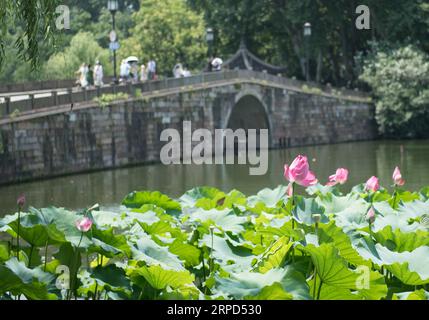 (190723) -- HANGZHOU, 23 luglio 2019 -- foto scattata il 23 luglio 2019 mostra fiori di loto nel Lago Occidentale di Hangzhou, nella provincia dello Zhejiang nella Cina orientale. L'ondata di calore continua a colpire Hangzhou fino all'inizio di agosto.) CHINA-ZHEJIANG-HANGZHOU-HEAT WAVE (CN) WENGXXINYANG PUBLICATIONXNOTXINXCHN Foto Stock