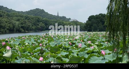 (190723) -- HANGZHOU, 23 luglio 2019 -- foto scattata il 23 luglio 2019 mostra fiori di loto nel Lago Occidentale di Hangzhou, nella provincia dello Zhejiang nella Cina orientale. L'ondata di calore continua a colpire Hangzhou fino all'inizio di agosto.) CHINA-ZHEJIANG-HANGZHOU-HEAT WAVE (CN) WENGXXINYANG PUBLICATIONXNOTXINXCHN Foto Stock