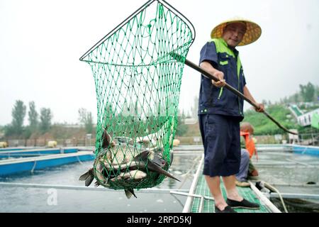 (190724) -- TANGSHAN, 24 luglio 2019 -- Un membro del personale mostra pesci catturati dal laghetto dei pesci, che era una miniera abbandonata, al villaggio di Shangzhuang nella città di Qian An, nella provincia di Hebei nella Cina settentrionale, il 23 luglio 2019. ) CHINA-HEBEI-QIAN AN-FISHPOND-TRANSFORMATION (CN) MUXYU PUBLICATIONXNOTXINXCHN Foto Stock