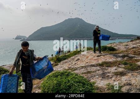 (190726) -- NINGBO, 26 luglio 2019 -- i volontari liberano le terne creste dopo averle bordate nella riserva naturale dell'isola di Jiushan nella provincia dello Zhejiang della Cina orientale, 25 luglio 2019. Dal 24 luglio al 26 luglio, un totale di 34 ricercatori e volontari di uccelli marini cinesi e statunitensi hanno raggruppato le terne creste nella riserva naturale dell'isola di Jiushan per conoscere il modello migratorio degli uccelli, tra cui alcune sono le terne creste cinesi, la specie di terna più a rischio al mondo. Al giorno d'oggi, la popolazione di rara terracotta crestata cinese ha superato i 100.) CHINA-ZHEJIANG-NINGBO-CHINESE CRESTED TERN(CN) YINXXIAOSHENG PUBLICAT Foto Stock