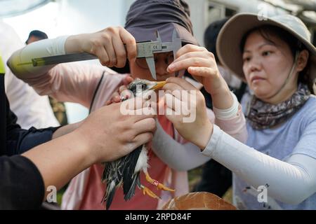 (190726) -- NINGBO, 26 luglio 2019 -- il personale di lavoro misura la lunghezza del becco di una terna crestata nella riserva naturale dell'isola di Jiushan nella provincia di Zhejiang nella Cina orientale, 25 luglio 2019. Dal 24 luglio al 26 luglio, un totale di 34 ricercatori e volontari di uccelli marini cinesi e statunitensi hanno raggruppato le terne creste nella riserva naturale dell'isola di Jiushan per conoscere il modello migratorio degli uccelli, tra cui alcune sono le terne creste cinesi, la specie di terna più a rischio al mondo. Al giorno d'oggi, la popolazione di rara terracotta crestata cinese ha superato i 100.) CHINA-ZHEJIANG-NINGBO-CHINESE CRESTED TERN(CN) YINXXIAOSHENG PUBL Foto Stock