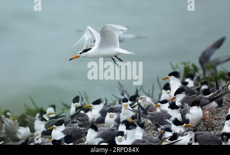 (190726) -- NINGBO, 26 luglio 2019 () -- Una terna cresta cinese vola nella riserva naturale dell'isola di Jiushan nella provincia di Zhejiang nella Cina orientale, 22 giugno 2019. Dal 24 luglio al 26 luglio, un totale di 34 ricercatori e volontari di uccelli marini cinesi e statunitensi hanno raggruppato le terne creste nella riserva naturale dell'isola di Jiushan per conoscere il modello migratorio degli uccelli, tra cui alcune sono le terne creste cinesi, la specie di terna più a rischio al mondo. Al giorno d'oggi, la popolazione di rara terracotta crestata cinese ha superato i 100 abitanti. () CHINA-ZHEJIANG-NINGBO-CHINESE CRESTED TERN(CN) XINHUA PUBLICATIONXNOTXINXCHN Foto Stock