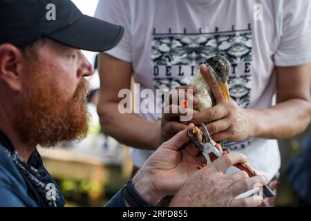 (190726) -- NINGBO, 26 luglio 2019 -- Un esperto degli Stati Uniti band a crested tern at Jiushan Island Nature Reserve in East China S Zhejiang Province, 25 luglio 2019. Dal 24 luglio al 26 luglio, un totale di 34 ricercatori e volontari di uccelli marini cinesi e statunitensi hanno raggruppato le terne creste nella riserva naturale dell'isola di Jiushan per conoscere il modello migratorio degli uccelli, tra cui alcune sono le terne creste cinesi, la specie di terna più a rischio al mondo. Al giorno d'oggi, la popolazione di rara terracotta crestata cinese ha superato i 100.) CHINA-ZHEJIANG-NINGBO-CHINESE CRESTED TERN(CN) YINXXIAOSHENG PUBLICATIONXNOTXINXCHN Foto Stock