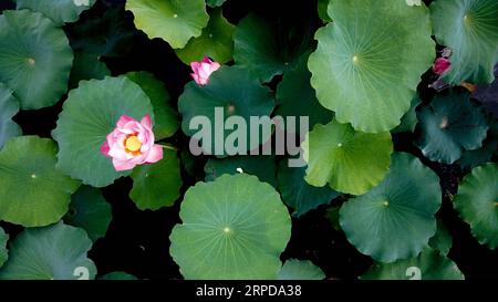 (190728) -- PECHINO, 28 luglio 2019 -- foto aerea scattata il 17 luglio 2019 mostra fiori di loto nel lago Nianjia a Changsha, nella provincia di Hunan della Cina centrale. CINA-PAESAGGIO ESTIVO-VISTA AEREA (CN) CHENXZEGUO PUBLICATIONXNOTXINXCHN Foto Stock