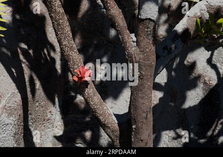 (190728) -- PECHINO, 28 luglio 2019 -- Un fiore con ceneri di materiali vulcanici che scagliano dal cratere del Monte Tangkuban Parahu è stato visto a Subang di Giava Occidentale, Indonesia, 27 luglio 2019. Il vulcano Tangkuban Parahu nella provincia di Giava Occidentale in Indonesia ha eruttato venerdì pomeriggio, sparando ceneri vulcaniche a 200 metri di altezza. (Foto di /Xinhua) XINHUA FOTO DEL GIORNO Syarif PUBLICATIONxNOTxINxCHN Foto Stock