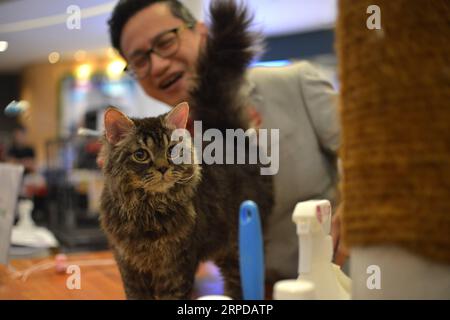 (190728) -- KUALA LUMPUR, 28 luglio 2019 -- Un gatto viene giudicato durante una competizione del National MEOW Championship 2019 a Kuala Lumpur, Malesia, 28 luglio 2019. ) MALAYSIA-KUALA LUMPUR-NATIONAL MEOW CHAMPIONSHIP CHONGXVOONXCHUNG PUBLICATIONXNOTXINXCHN Foto Stock