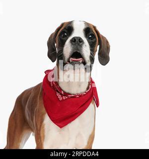 cane da pugile allegro con bandana rossa intorno al collo che cammina con la lingua fuori e si trova di fronte a sfondo bianco in studio Foto Stock
