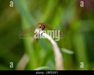 dragonfly darter comune arroccato su un gambo d'erba Foto Stock