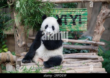 (190801) -- KUALA LUMPUR, 1 agosto 2019 -- Giant panda Cub Yi Yi mangia bambù vicino alle scivolate di bambù con il suo nome al centro di conservazione dei panda giganti dello zoo nazionale malese vicino a Kuala Lumpur, Malesia, 1 agosto 2019. Il secondo panda gigante nato in Malesia si chiamava Yi Yi, che significa amicizia, giovedì, segnando la stretta amicizia tra Malesia e Cina. MALESIA-KUALA LUMPUR-GIGANTE PANDA CUB-NAMING-YI YI ZHUXWEI PUBLICATIONXNOTXINXCHN Foto Stock