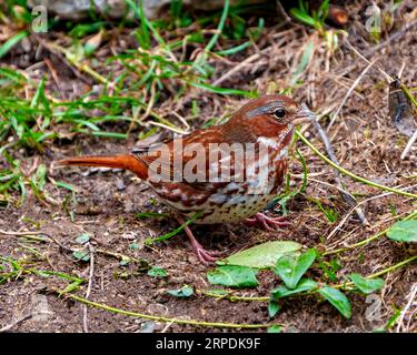 Vista ravvicinata del passero in piedi sul terreno con sfondo fogliame nel suo ambiente e nell'ambiente circostante. Ritratto Fox Sparrow. Foto Stock