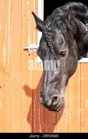 Ritratto di cavallo friesiano nero intrecciato con trecce di razza. Immagine verticale per esterni in estate multicolore. Foto Stock