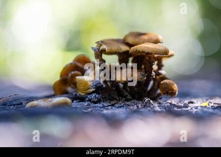 bellissimi funghi australiani nel bush in primavera Foto Stock