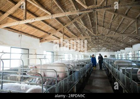 (190808) -- PECHINO, 8 agosto 2019 -- foto scattata il 9 gennaio 2018 mostra un allevamento di suini equipaggiato con cervelli agricoli ET nella provincia del Sichuan della Cina sud-occidentale. Xinhua titoli: Nuovi istituti di ricerca empowering Chinese Economy YinxXiaosheng PUBLICATIONxNOTxINxCHN Foto Stock