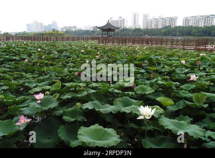 (190809) -- NANNING, 9 agosto 2019 -- foto aerea scattata il 9 agosto 2019 mostra fiori di loto al parco Nanhu di Nanning, capitale della regione autonoma Guangxi Zhuang della Cina meridionale. ) CHINA-GUANGXI-NANNING-LOTUS-BLOSSOM (CN) ZHOUXHUA PUBLICATIONXNOTXINXCHN Foto Stock