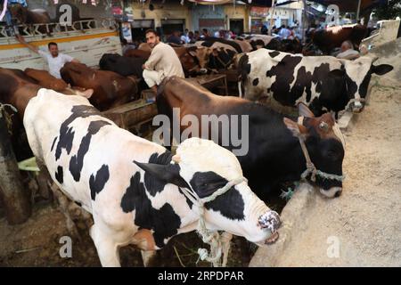 Islamisches Opferfest - Eid al Adha in Ägypten (190809) -- CAIRO, 9 agosto 2019 -- bestiame in vendita si vedono in un mercato di bestiame allestito per il prossimo festival Eid al-Adha al Cairo, Egitto, il 9 agosto 2019. ) EGITTO-CAIRO-EID AL-ADHA-MERCATO ZOOTECNICO AHMEDXGOMAA PUBLICATIONXNOTXINXCHN Foto Stock