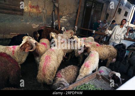 Islamisches Opferfest - Eid al Adha in Ägypten (190809) - CAIRO, 9 agosto 2019 -- le pecore in vendita sono viste in un mercato del bestiame allestito per il prossimo festival Eid al-Adha al Cairo, Egitto, il 9 agosto 2019. ) EGITTO-CAIRO-EID AL-ADHA-MERCATO ZOOTECNICO AHMEDXGOMAA PUBLICATIONXNOTXINXCHN Foto Stock