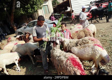 Islamisches Opferfest - Eid al Adha in Ägypten (190809) -- CAIRO, 9 agosto 2019 -- Un venditore nutre pecore in un mercato di bestiame allestito per il prossimo festival Eid al-Adha al Cairo, Egitto, il 9 agosto 2019. ) EGITTO-CAIRO-EID AL-ADHA-MERCATO ZOOTECNICO AHMEDXGOMAA PUBLICATIONXNOTXINXCHN Foto Stock