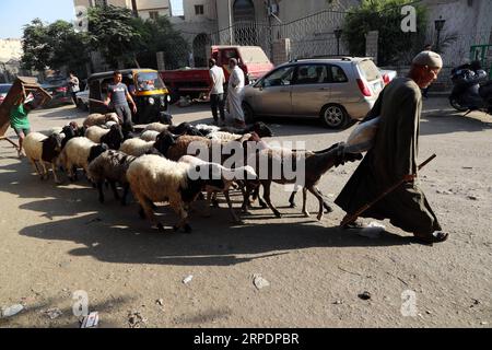 Islamisches Opferfest - Eid al Adha in Ägypten (190809) -- CAIRO, 9 agosto 2019 -- Un venditore tira pecore in vendita in un mercato di bestiame allestito per il prossimo festival Eid al-Adha al Cairo, Egitto, il 9 agosto 2019. ) EGITTO-CAIRO-EID AL-ADHA-MERCATO ZOOTECNICO AHMEDXGOMAA PUBLICATIONXNOTXINXCHN Foto Stock