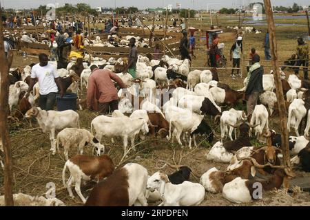 Islamisches Opferfest - Eid al Adha in der Elfenbeinküste (190809) -- ABIDJAN, 9 agosto 2019 (Xinhua) -- pastori di pecore aspettano i clienti in un mercato ad Abidjan, Costa d'Avorio, davanti al festival Eid al-Adha, il 9 agosto 2019. (Foto di Yvan Sonh/Xinhua) COTE D IVOIRE-ABIDJAN-EID-AL-ADHA-PREPARATION PUBLICATIONxNOTxINxCHN Foto Stock