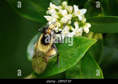 Bumblebee hoverfly (Volucella bombylans var. plumata) su fiori bianchi di privet Foto Stock