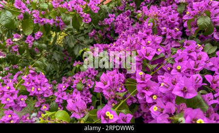 Fiori di bouganville. Bouquet di bouganvillea fiorito sull'albero. Bouganvillea fiori come sfondo. Sfondo floreale Foto Stock