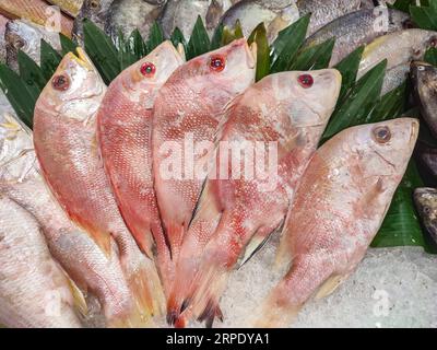 Il pesce di dentice rosso è disposto in modo ordinato sopra i frammenti di ghiaccio nel supermercato. Fotografia del cibo. Foto Stock