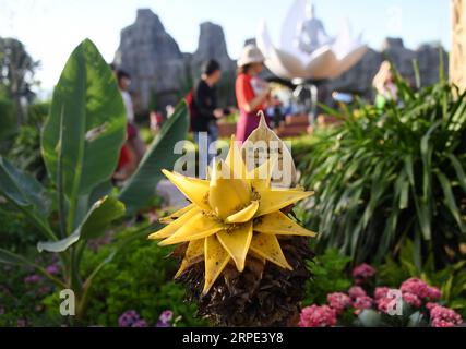 (190817) -- PECHINO, 17 agosto 2019 -- foto scattata il 17 agosto 2019 mostra una banana di loto dorato (Musella lasiocarpa) all'India Garden durante l'evento India Day alla Beijing International Horticultural Exhibition a Pechino, capitale della Cina. L'expo ha dato il via al suo evento dell'India Day sabato. ) CHINA-BEIJING-HORTICULTURAL EXPO-INDIA DAY (CN) ZHANGXCHENLIN PUBLICATIONXNOTXINXCHN Foto Stock