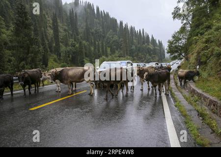 (190818) -- URUMQI, 18 agosto 2019 -- mucche e veicoli sono visti sull'autostrada Dushanzi-Kuqa, regione autonoma Xinjiang Uygur della Cina nord-occidentale, 17 agosto 2019. La sezione Dushanzi-Kuqa della National Highway 217 attraversa vari paesaggi naturali, tra cui ghiacciai, laghi, foreste e praterie, che lo rendono un popolare percorso di viaggio tra viaggiatori che viaggiano da soli, appassionati di ciclismo e escursionisti. ) CHINA-XINJIANG-DUSHANZI-KUPA HIGHWAY-SCENIC (CN) LIXPENG PUBLICATIONXNOTXINXCHN Foto Stock