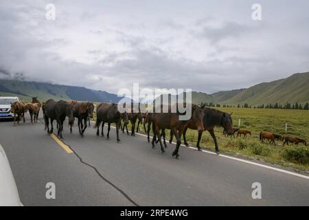 (190818) -- URUMQI, 18 agosto 2019 -- cavalli sono visti sull'autostrada Dushanzi-Kuqa, regione autonoma di Xinjiang Uygur della Cina nordoccidentale, 17 agosto 2019. La sezione Dushanzi-Kuqa della National Highway 217 attraversa vari paesaggi naturali, tra cui ghiacciai, laghi, foreste e praterie, che lo rendono un popolare percorso di viaggio tra viaggiatori che viaggiano da soli, appassionati di ciclismo e escursionisti. ) CHINA-XINJIANG-DUSHANZI-KUPA HIGHWAY-SCENIC (CN) LIXPENG PUBLICATIONXNOTXINXCHN Foto Stock