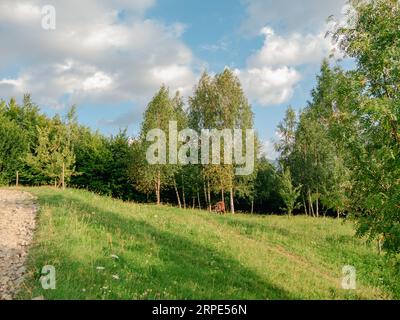 Villaggio nella regione di Zakarpattya pascolo di mucche animali domestici case di legno autentiche montagne dei Carpazi vista Ucraina, Europa. Paesaggio paesaggistico verde S. Foto Stock