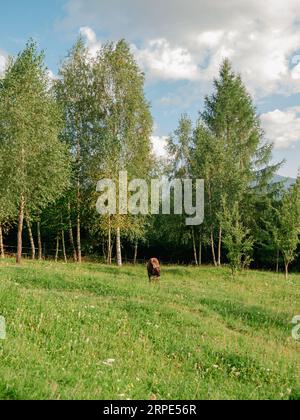 Villaggio nella regione di Zakarpattya pascolo di mucche animali domestici case di legno autentiche montagne dei Carpazi vista Ucraina, Europa. Paesaggio paesaggistico verde S. Foto Stock