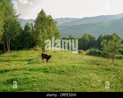 Villaggio nella regione di Zakarpattya pascolo di mucche animali domestici case di legno autentiche montagne dei Carpazi vista Ucraina, Europa. Paesaggio paesaggistico verde S. Foto Stock