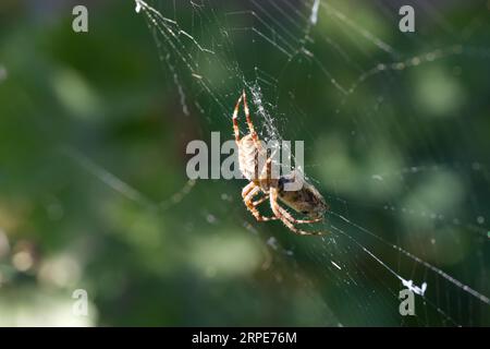 Garden Spider che mangia una mosca di cocco intrappolata nella sua rete Foto Stock